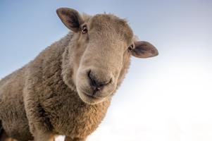 pappaskämt: Stava lamm som de låter